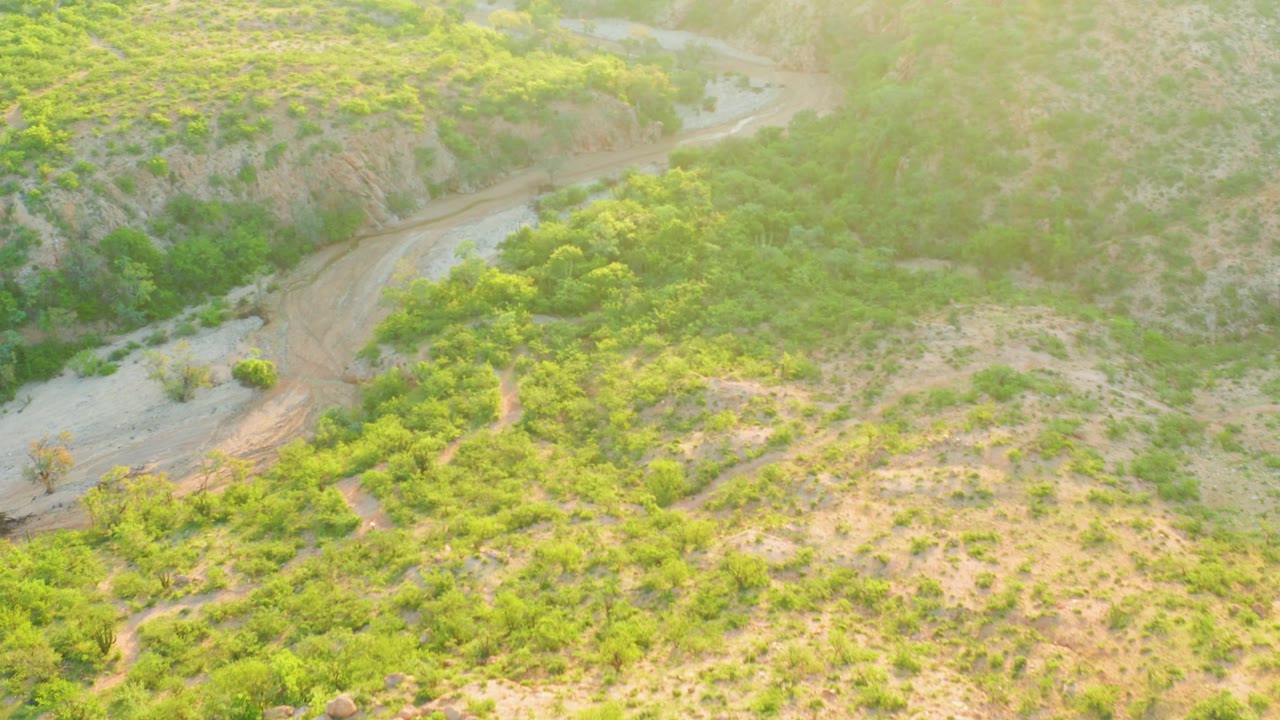 Cabo Pulmo aerial frame showing the road curving around a thicker patch of green vegetation, with pale exposed ground and softened sunlight across the upper slope, and no visible people.