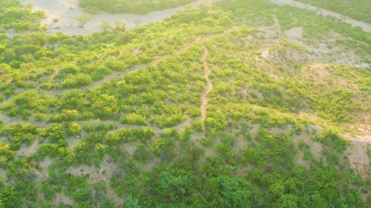 High aerial view over Cabo Pulmo wetland vegetation with sandy channels near the top of frame, a thin dirt path crossing the center, and no visible people.
