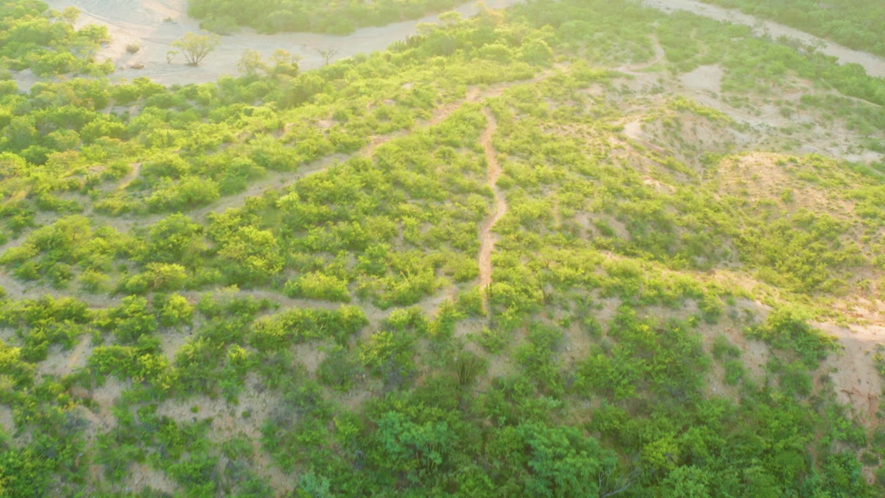 Aerial frame over Cabo Pulmo showing dense green brush, pale sandy wetland channels along the upper edge, and a narrow dirt track running through the middle with no visible people.