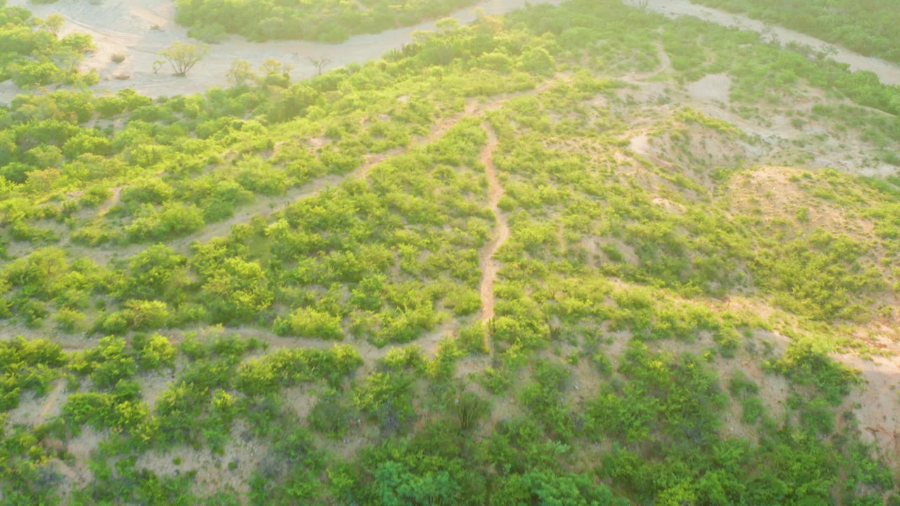 High drone view across Cabo Pulmo wetland shrubs, sandy clearings, a central dirt path, and pale winding channels in the background, with no visible people or vehicles.