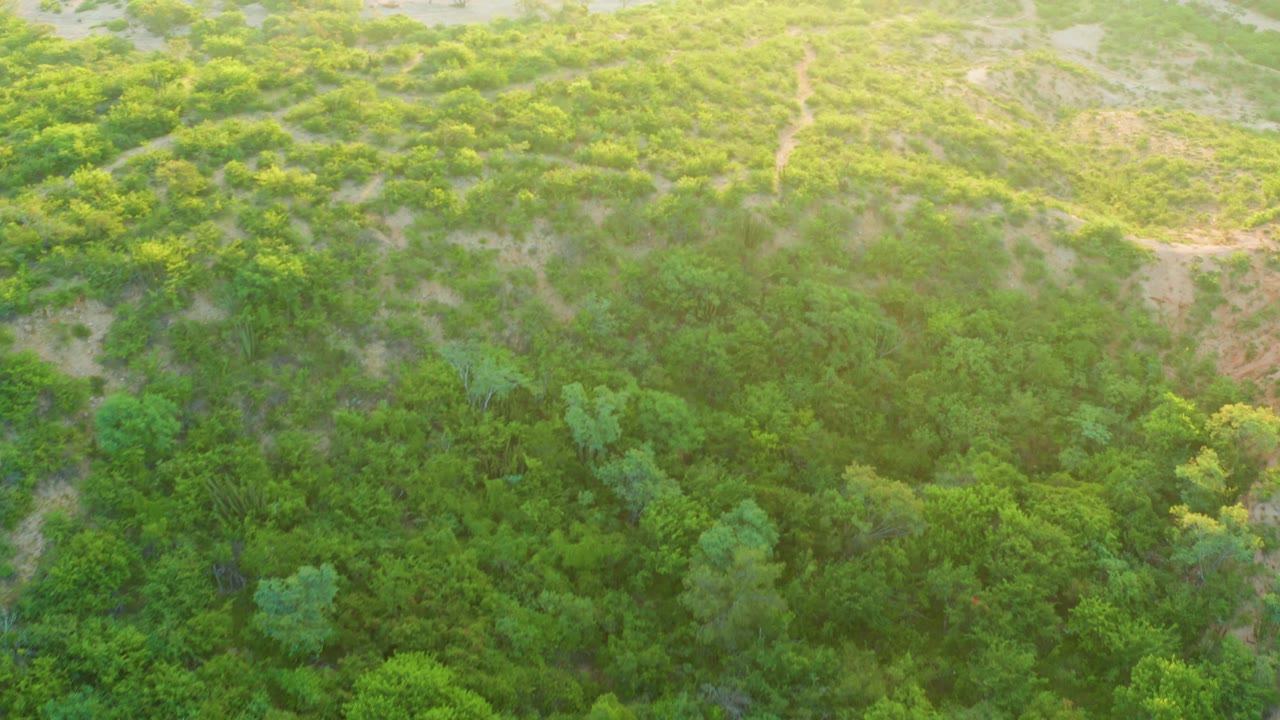 Aerial view of green hillside vegetation with a narrow dirt path.