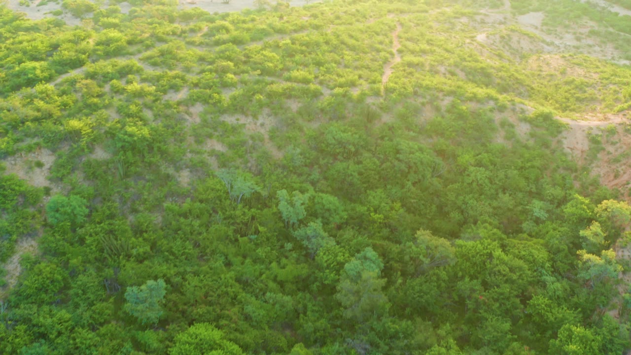 Overhead view in Cabo Pulmo showing green scrub on rolling terrain, pale dirt tracks crossing the upper slope, darker trees below, and no visible people.