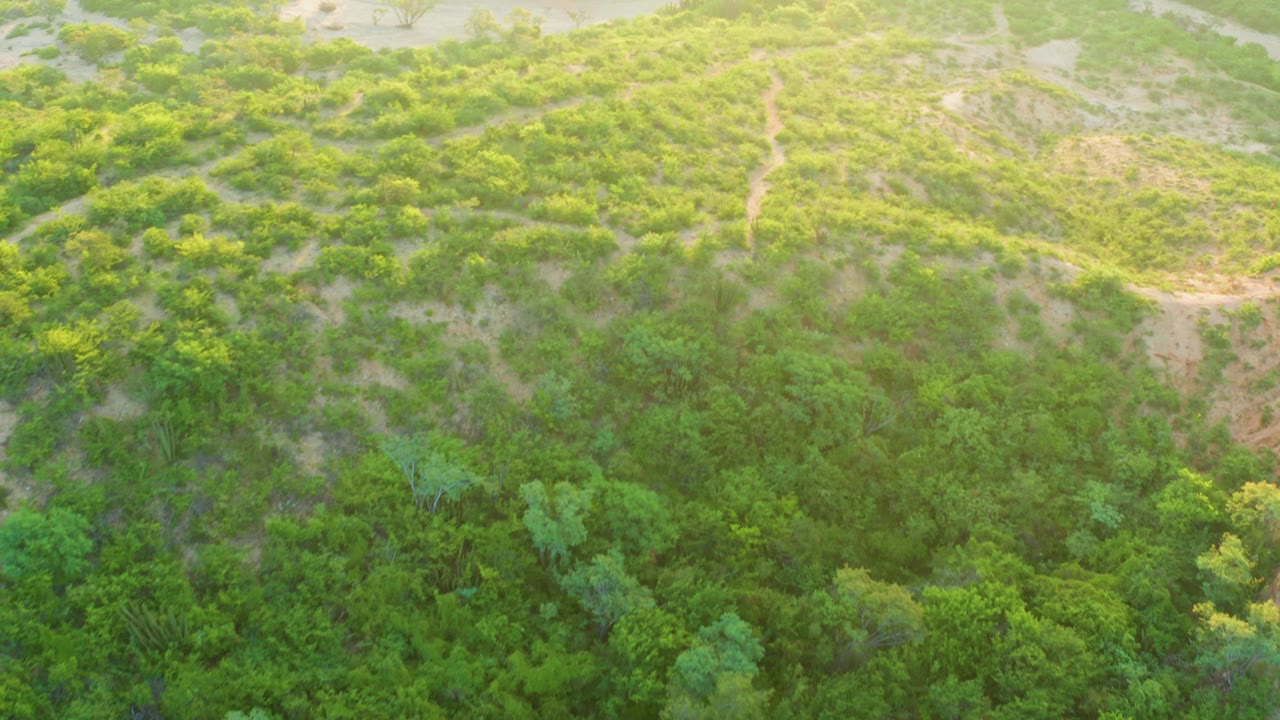 Cabo Pulmo aerial frame with branching dirt paths across the upper hillside, varied green vegetation in the center, thicker trees along the lower edge, and no visible people.