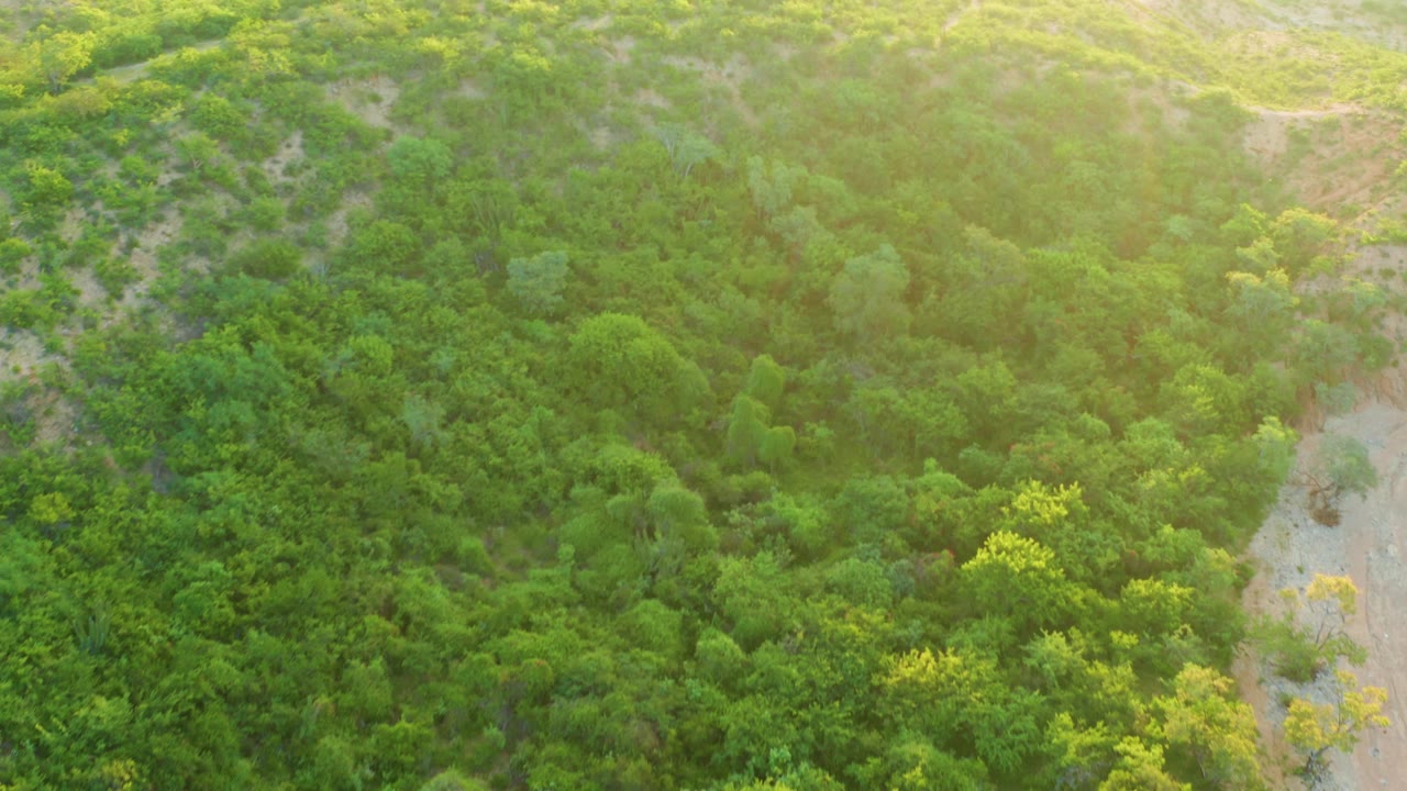 Aerial frame over Cabo Pulmo hillside vegetation, with dense green shrubs and trees divided by pale washes and no visible people.
