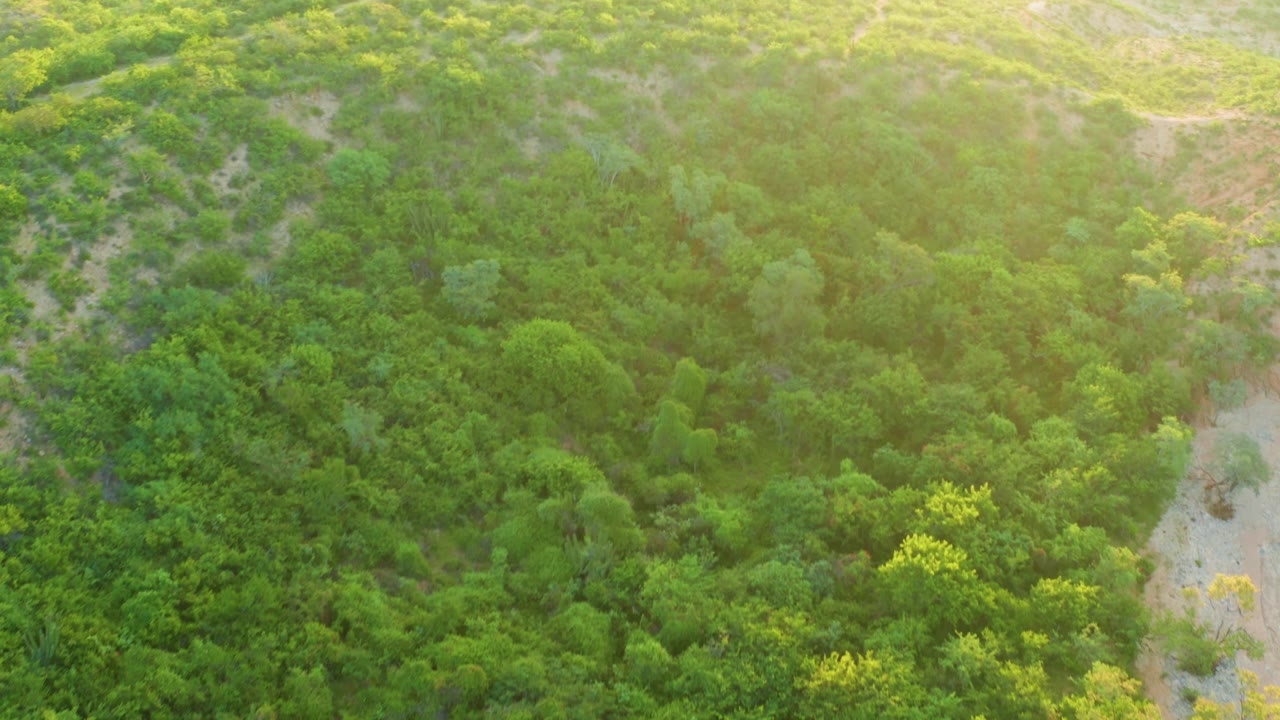 Aerial Cabo Pulmo hillside frame with sun haze at the upper slope, dense green vegetation below, and no visible people.