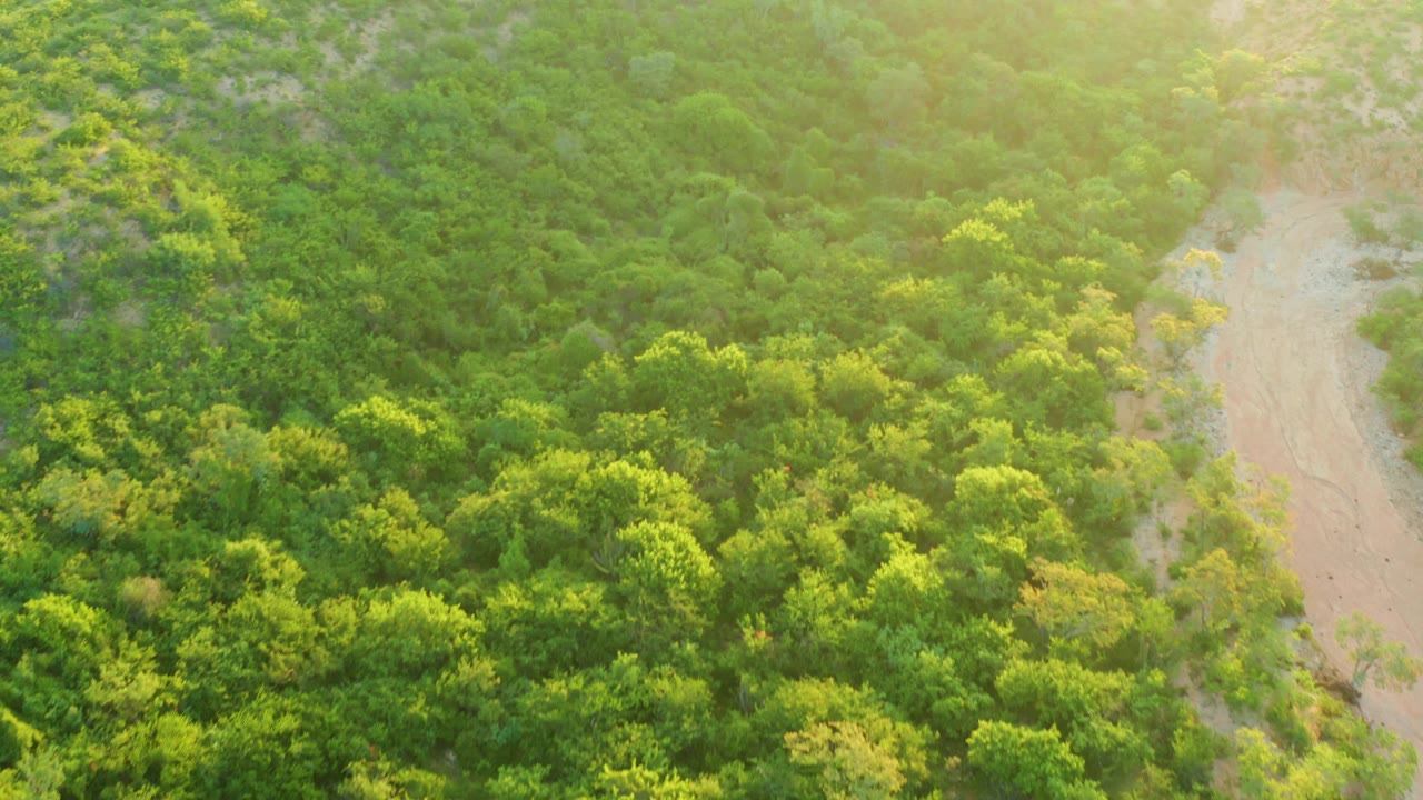 Aerial frame over Cabo Pulmo green shrubs and trees with a pale sandy riverbed along the right side and no visible people.