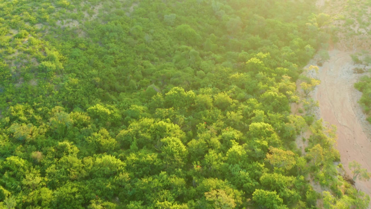 High aerial view in Cabo Pulmo showing dense green canopy, a pale sandy wash at right, warm sunlight haze, and no visible people.