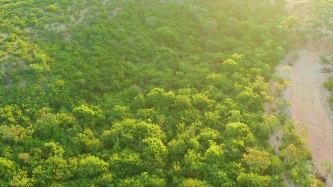 Cabo Pulmo aerial frame with sunlit shrubs, rounded tree canopies, pale river sand on the right edge, and no visible people.