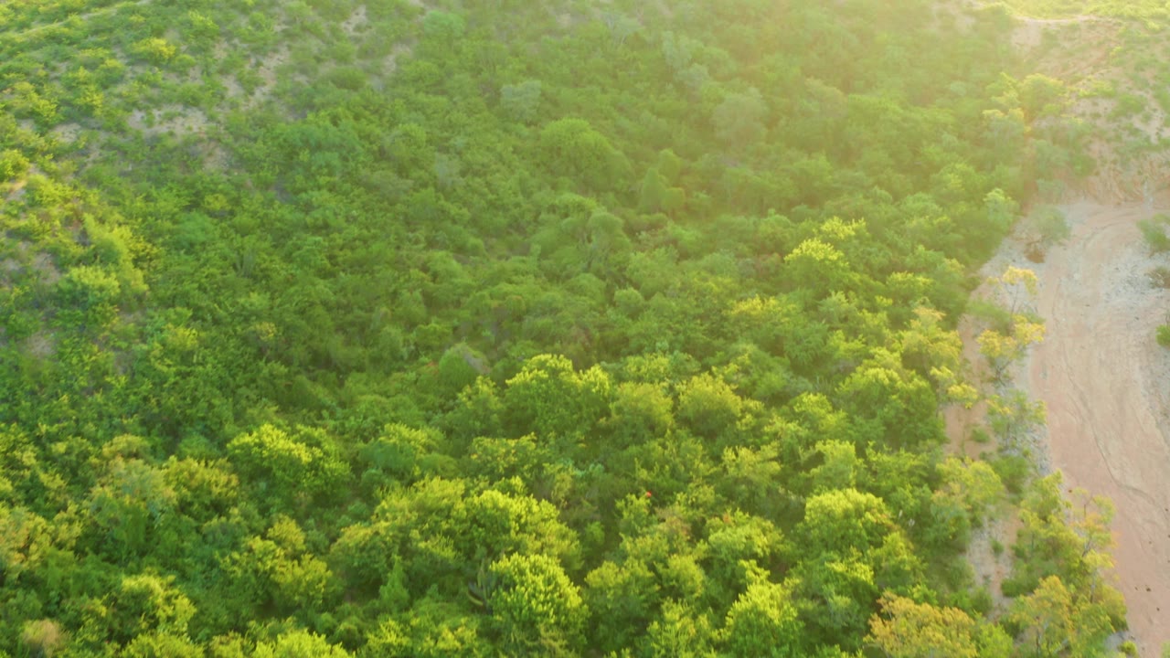 Aerial view over Cabo Pulmo vegetation with bright green trees, a dry river channel on the right, light haze across the upper frame, and no visible people.
