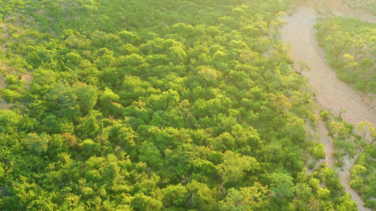 Aerial frame in Cabo Pulmo, Baja California Sur, with the dirt road bend higher at the right edge and dense mixed green foliage filling the center, with no visible people.