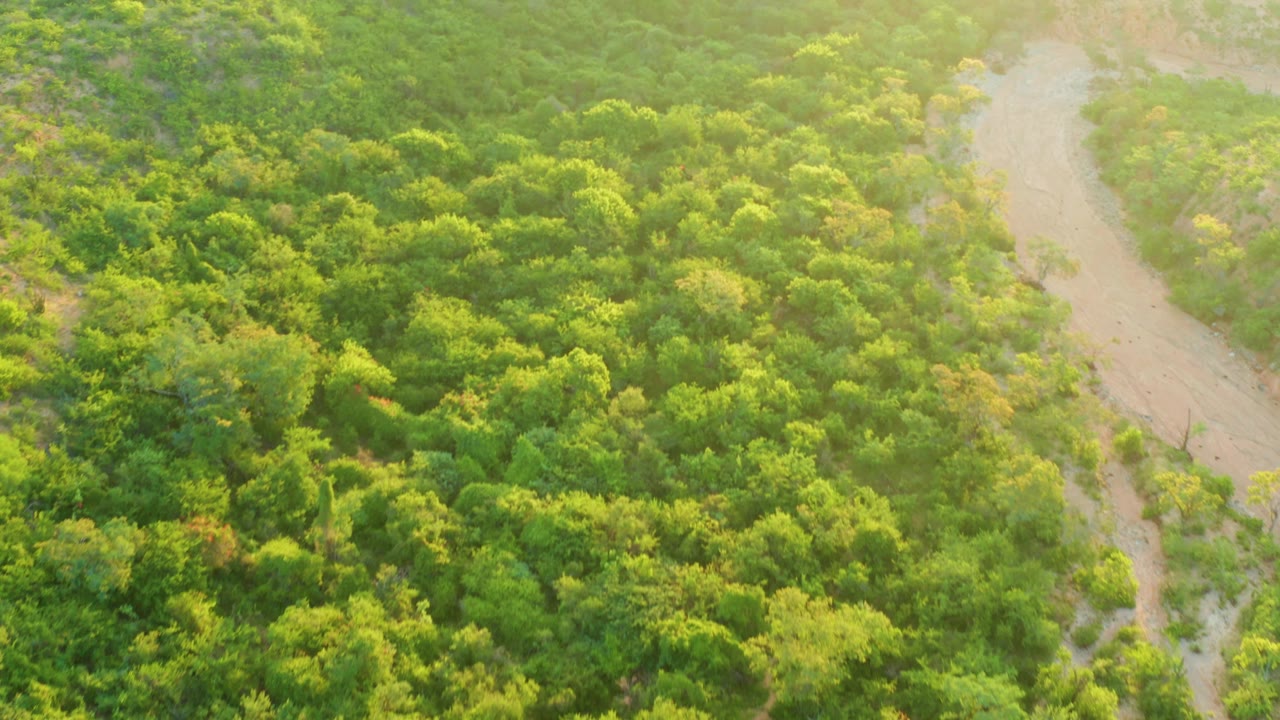 Aerial view in Cabo Pulmo, Baja California Sur, showing a pale dirt road cutting down the right side of a dense green forest canopy, with no visible people.