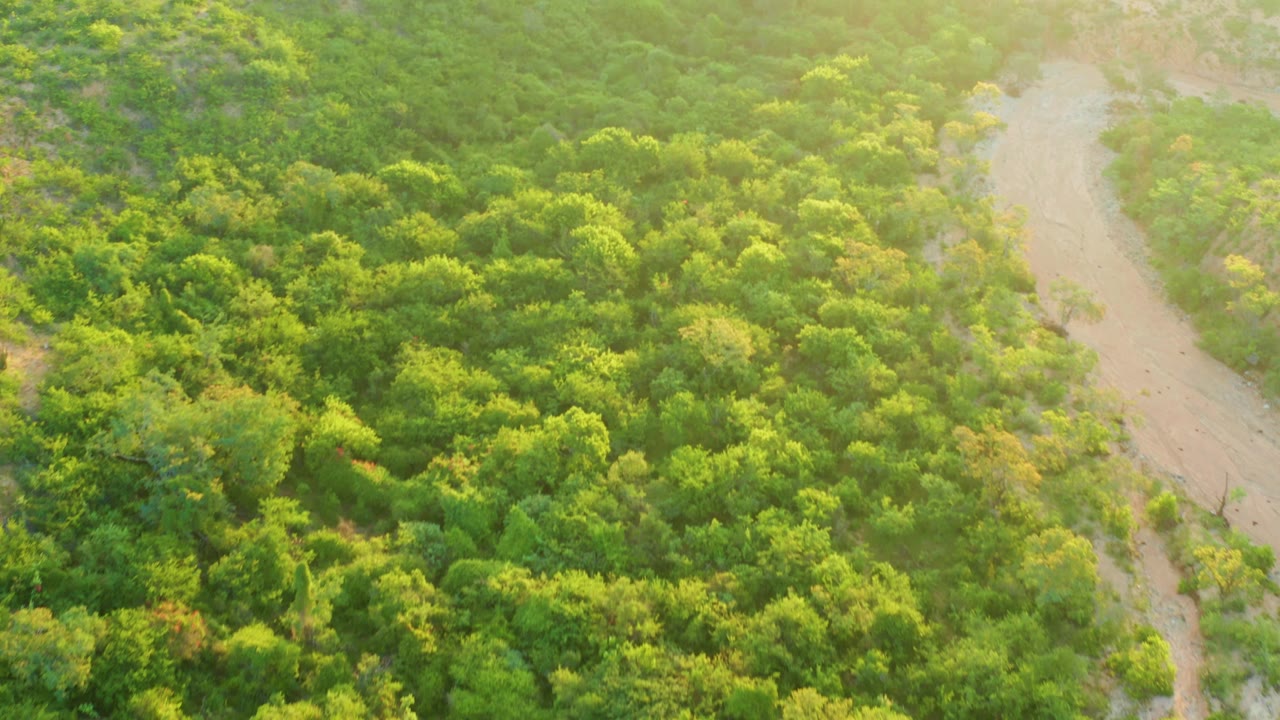 Aerial frame in Cabo Pulmo, Baja California Sur, where sun haze softens the upper right and a curving dirt track runs between dense green shrubs, with no visible people.
