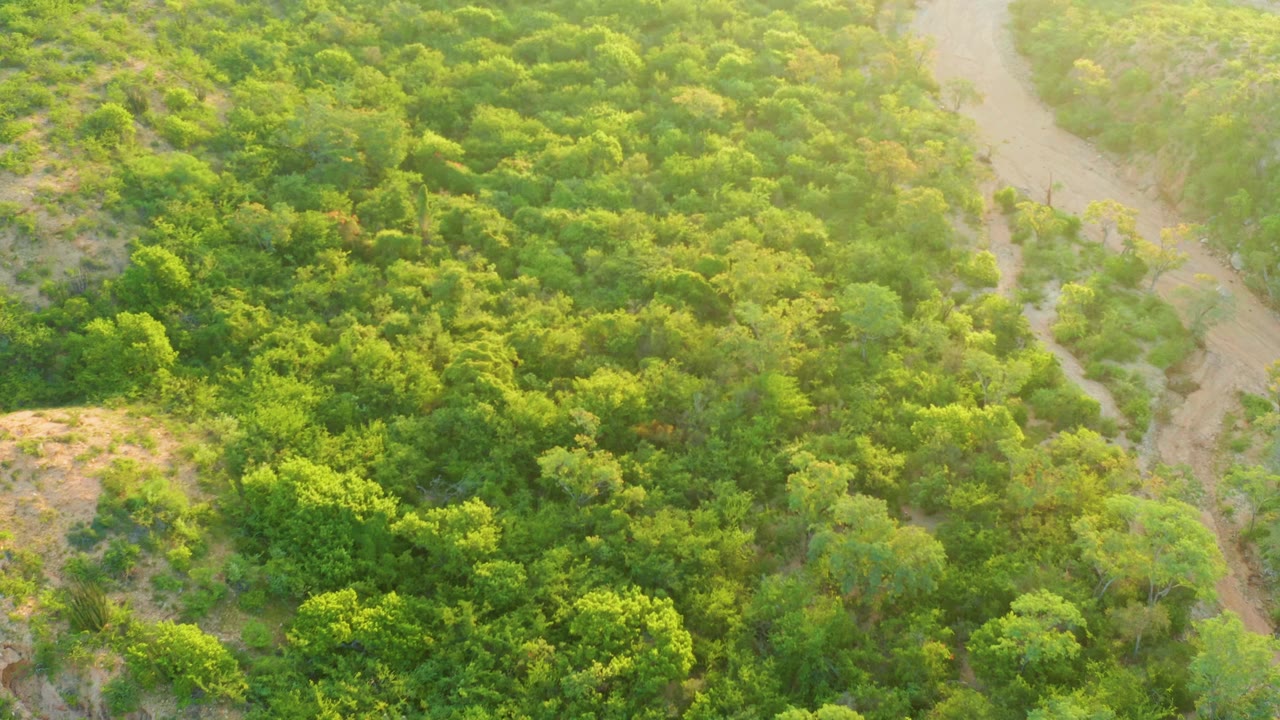 Aerial view in Cabo Pulmo showing thick treetops, golden haze, dry ground breaks, a curving dirt track near the right side, and no visible people.