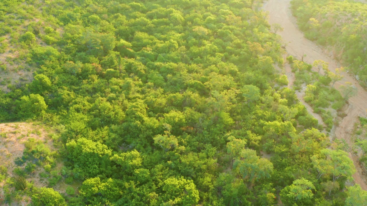 Aerial frame from Cabo Pulmo with dense green forest filling most of the view, small dry clearings at left, a winding dirt path at right, and no visible people.