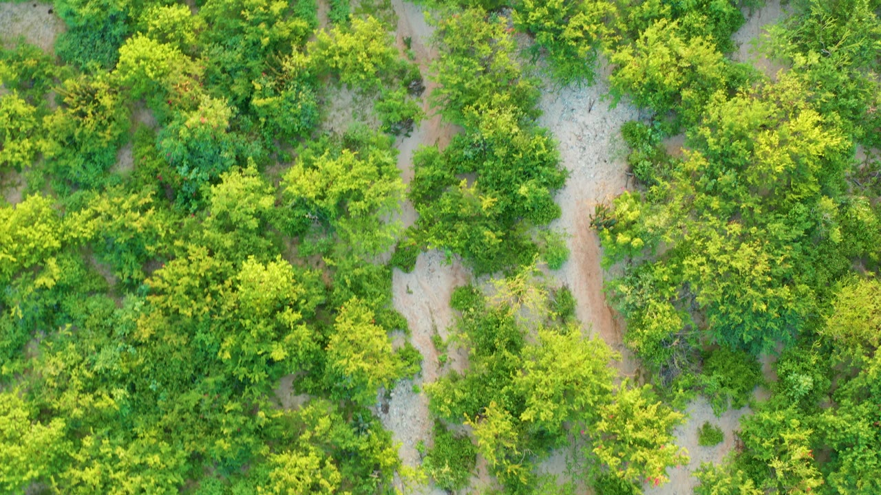 Overhead green tree rows with pale dirt paths