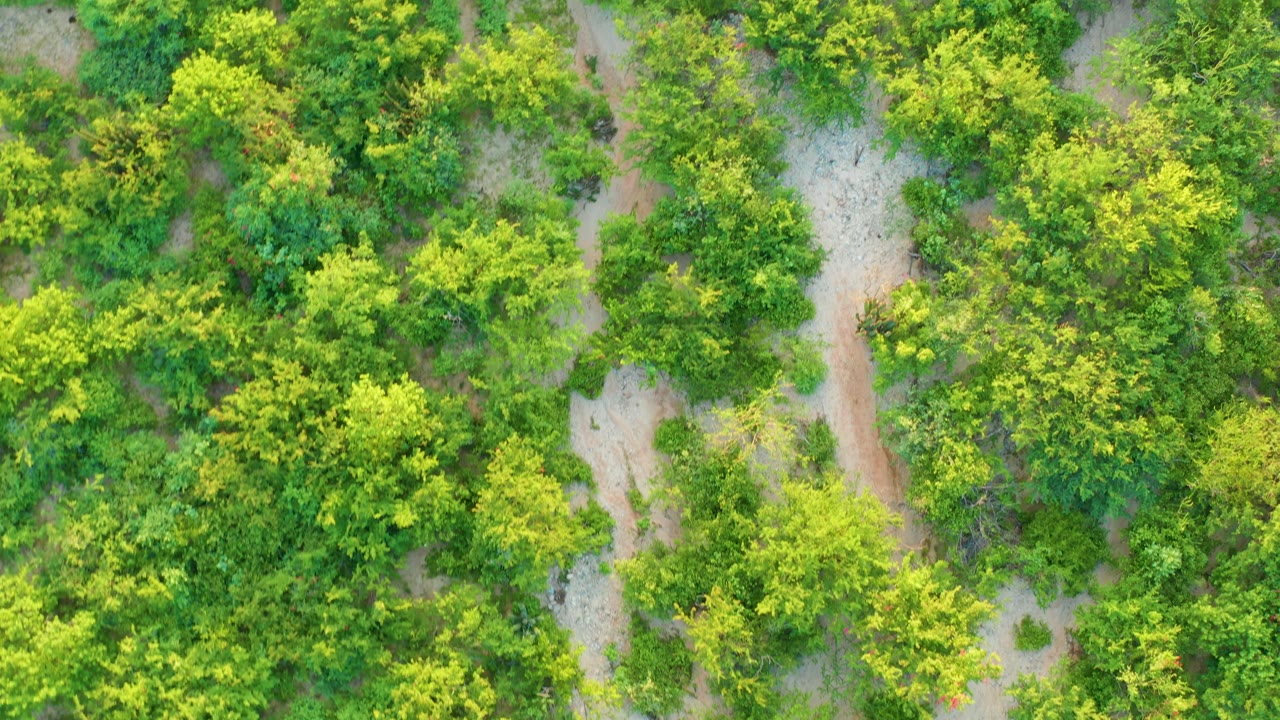 Overhead frame of dense plantation foliage in Cabo Pulmo, with dirt lanes cutting between clusters of green trees and no visible people.