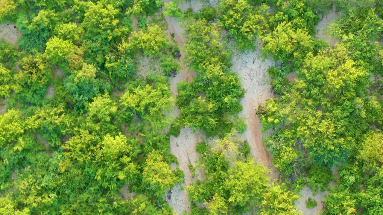 Direct overhead view of orchard-like green rows and light sandy paths in Cabo Pulmo, Baja California Sur, with no visible people.