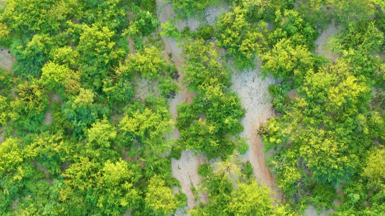 Mid-clip overhead view of organized green vegetation and narrow dirt corridors in Cabo Pulmo, with no visible people or vehicles.