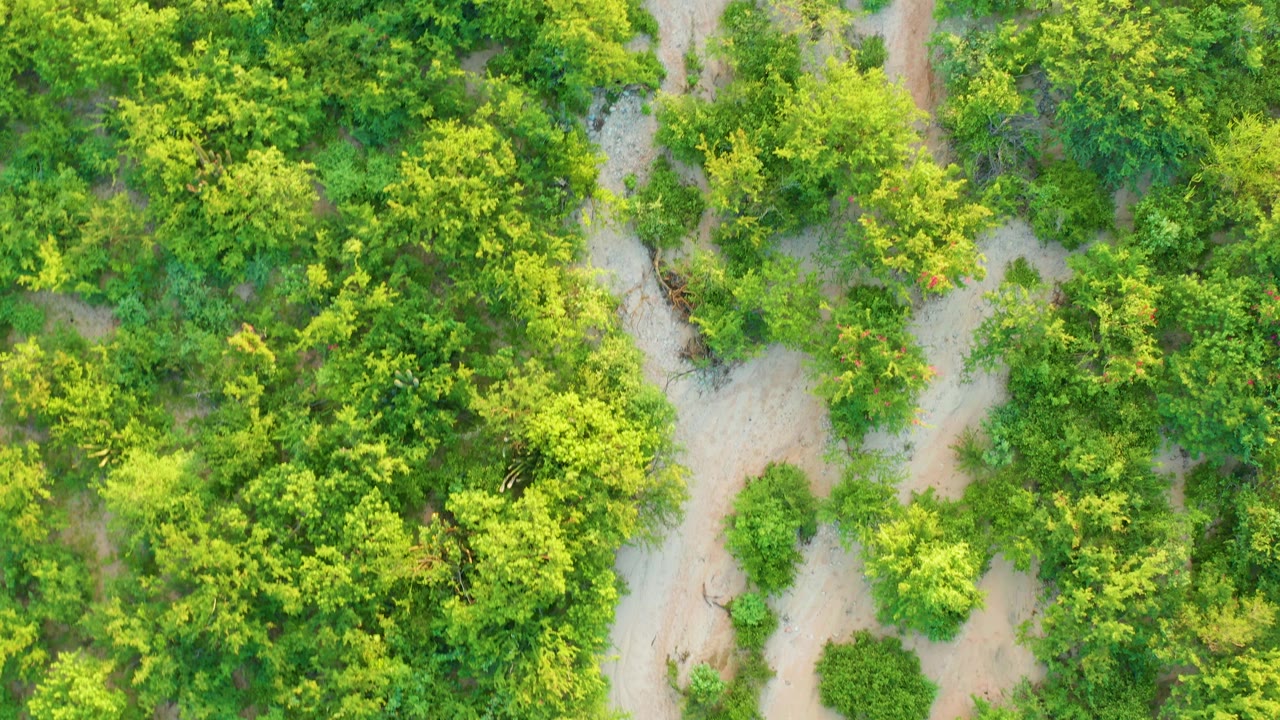 Aerial view of a winding pale dirt track cutting through thick green trees in Cabo Pulmo, with no visible people.