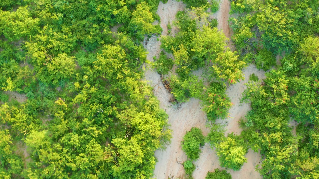 Top-down Cabo Pulmo forest frame showing bright green foliage divided by sandy path segments, with no visible people or structures.