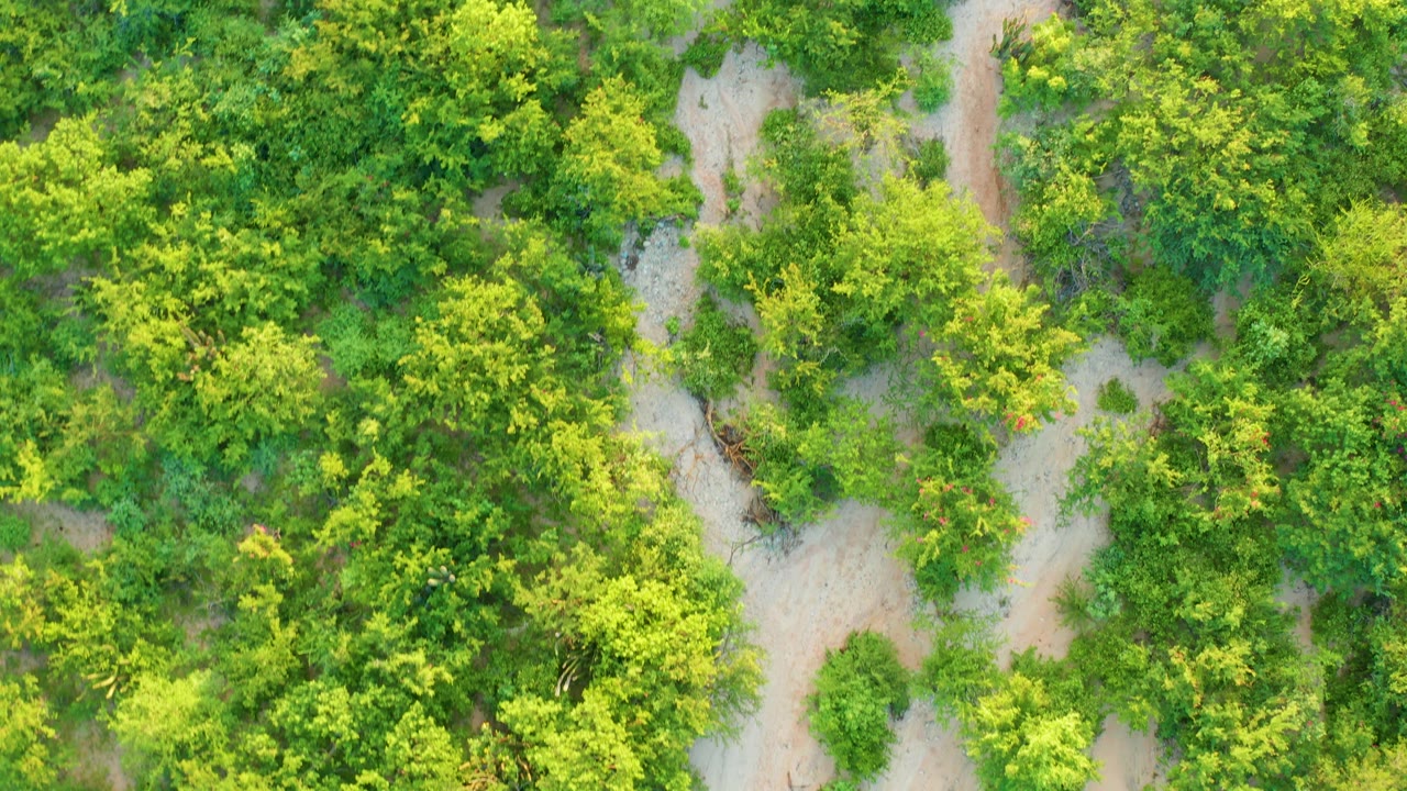 Overhead drone-style view of dense Cabo Pulmo greenery with a pale dirt path passing through the left and center of the frame, no visible people.