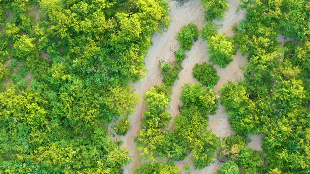 Aerial frame in Cabo Pulmo, Baja California Sur, with the winding dirt track slightly more centered between yellow-green canopy and pale sandy patches, with no visible people.