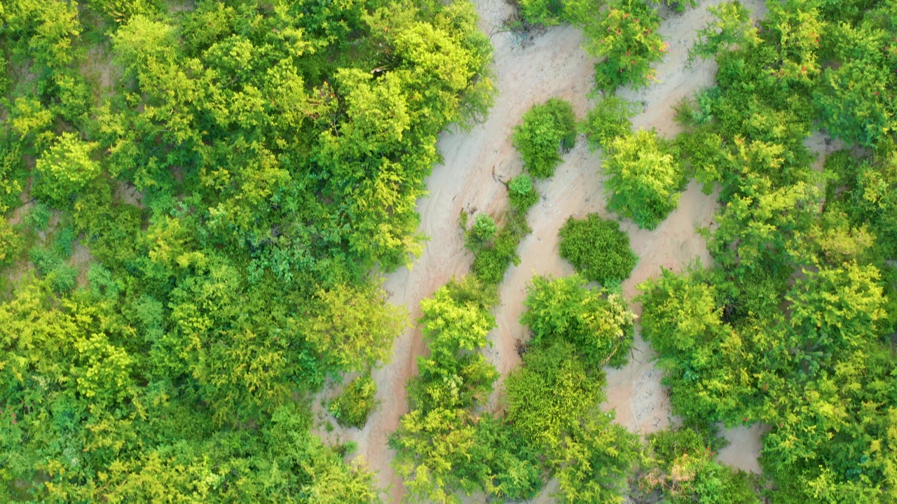 Top-down view in Cabo Pulmo, Baja California Sur, where a narrow light-brown trail threads between dense green foliage and small open sandy areas, with no visible people.