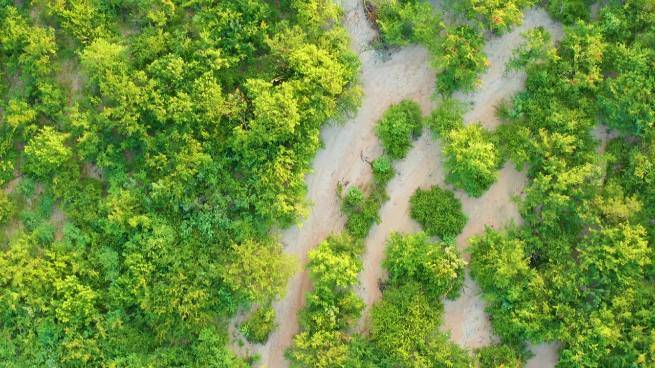 Aerial frame from Cabo Pulmo, Baja California Sur, showing the dirt path bending near the upper left while dense green tree cover fills most of the view, with no visible people.