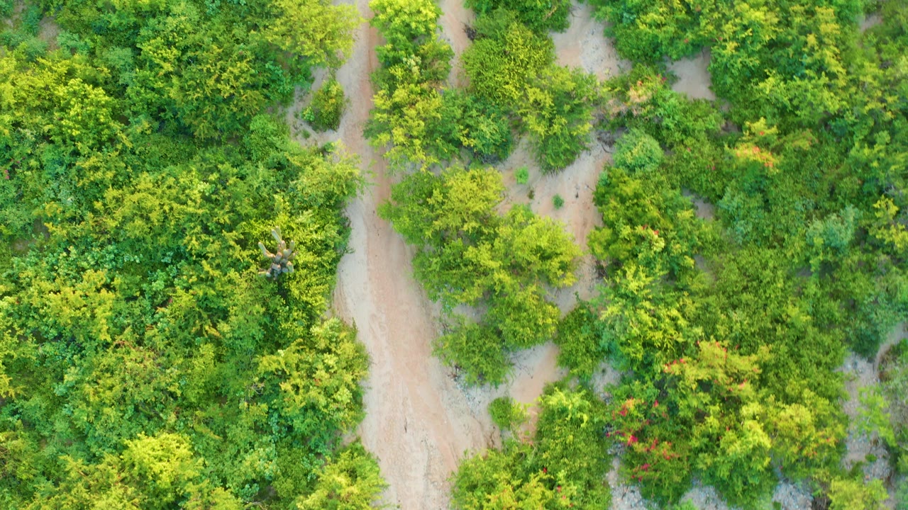 Aerial frame over Cabo Pulmo greenery where a winding light-brown dirt path runs between dense shrubs and trees, with no visible people.