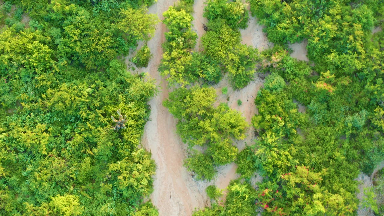 Top-down Cabo Pulmo forest view with bright green canopy, sandy trail openings, and no visible people or vehicles.