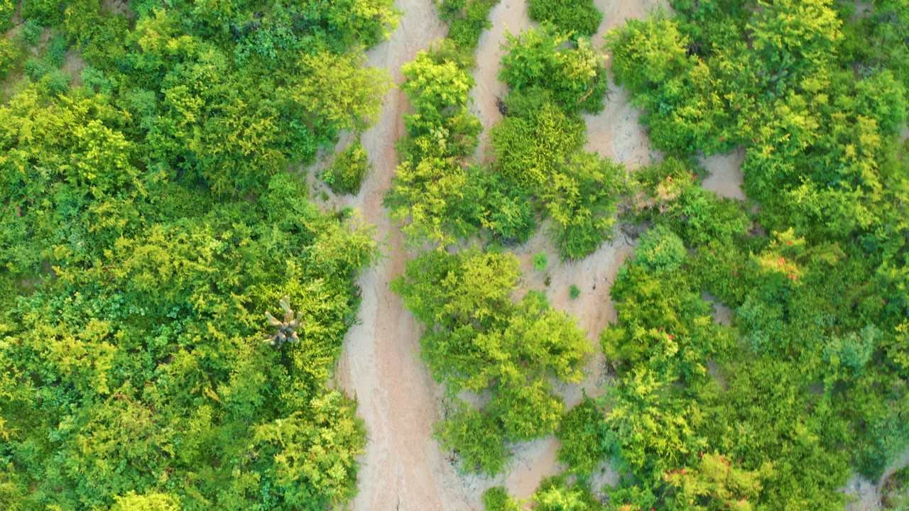 Overhead frame in Cabo Pulmo showing a narrow pale dirt track along dense green vegetation, with no visible people.