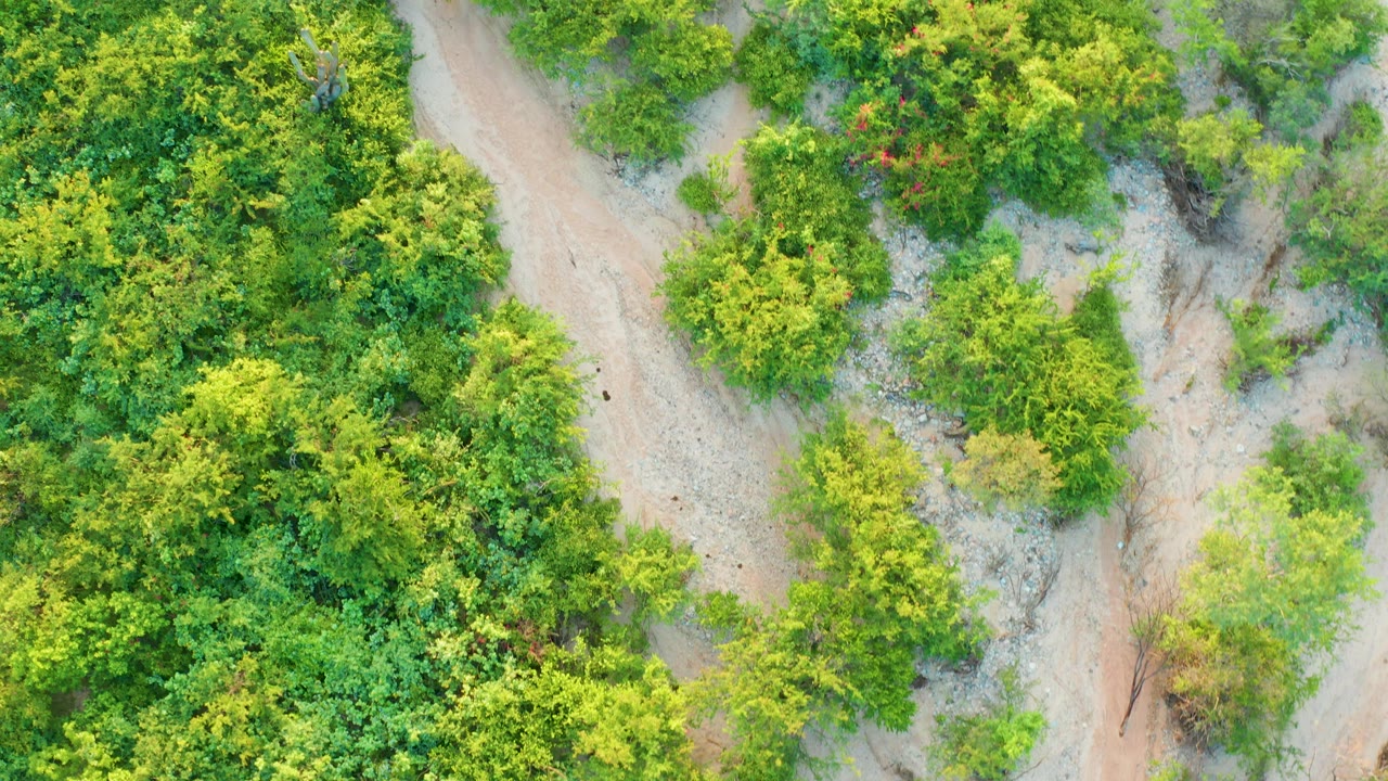 Overhead view in Cabo Pulmo of a pale sandy dirt path curving through dense green trees and bushes, with no visible people.