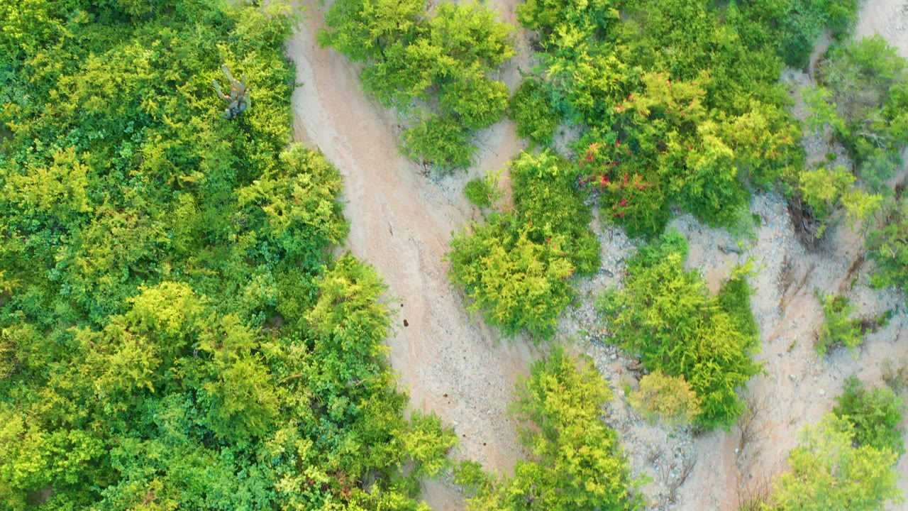 Overhead Cabo Pulmo frame where the sandy road bends along the left side of dense green bushes and low trees, with no visible people.