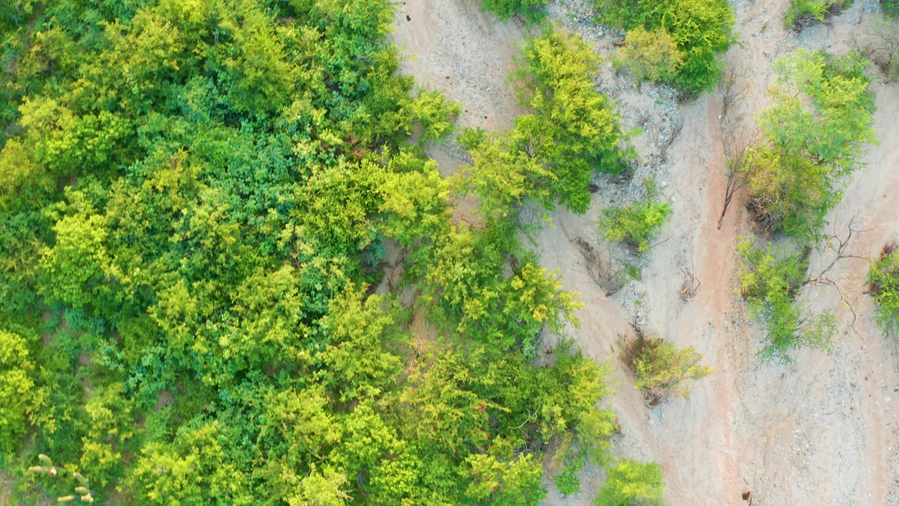 Overhead drone view in Cabo Pulmo, Baja California Sur, with compact green foliage filling the left side and a dry, light-colored track curving through the right side, no visible people.