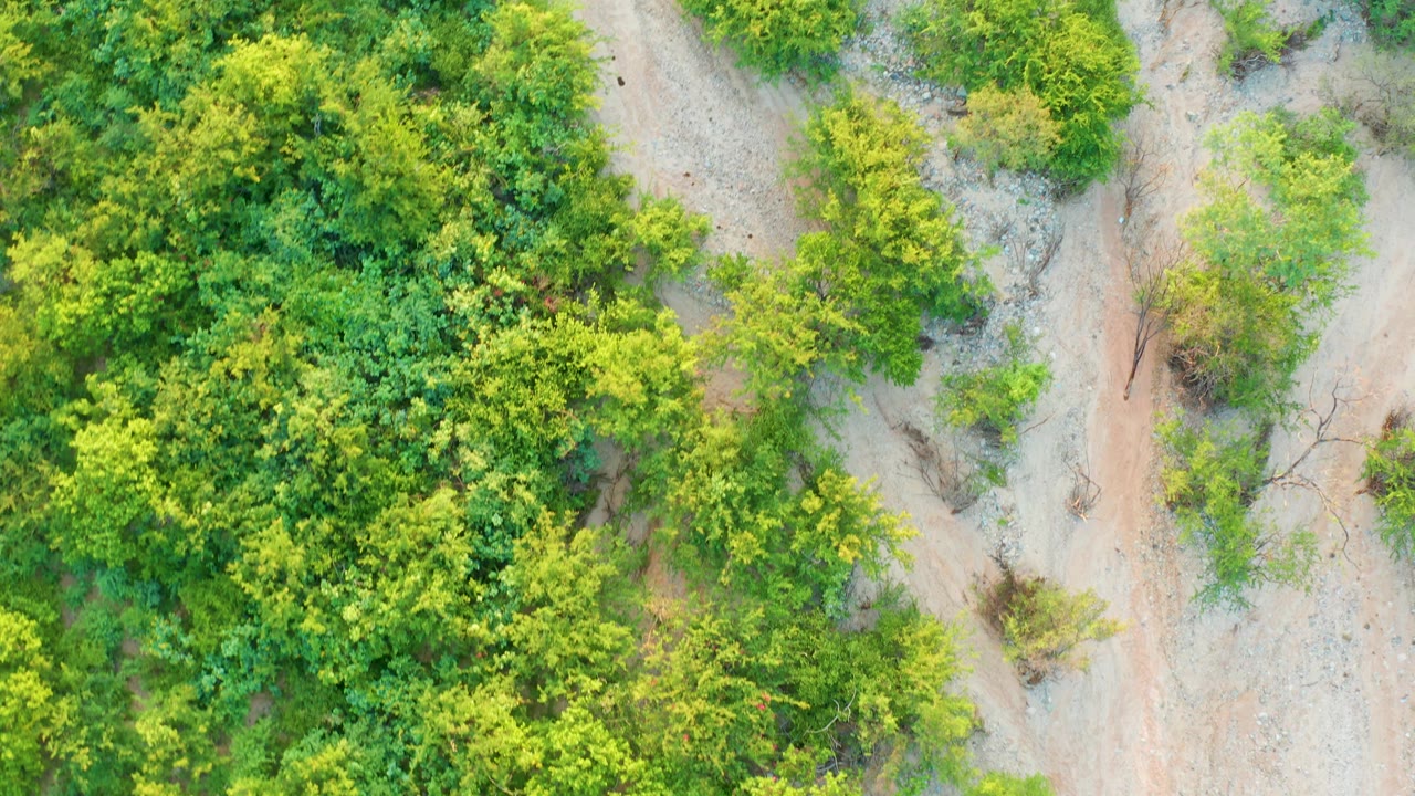 Top-down frame in Cabo Pulmo, Baja California Sur, showing dense shrubs across the left and center with sandy path textures and sparse plants on the right, no visible people.