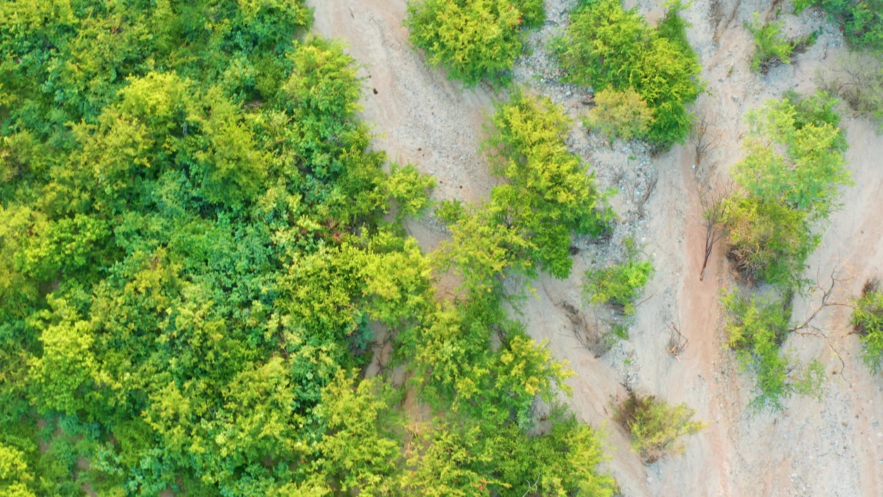 Overhead Cabo Pulmo frame with green brush massed on the left, dry dirt path on the right, and a few thin bare branches crossing the pale ground, no visible people.