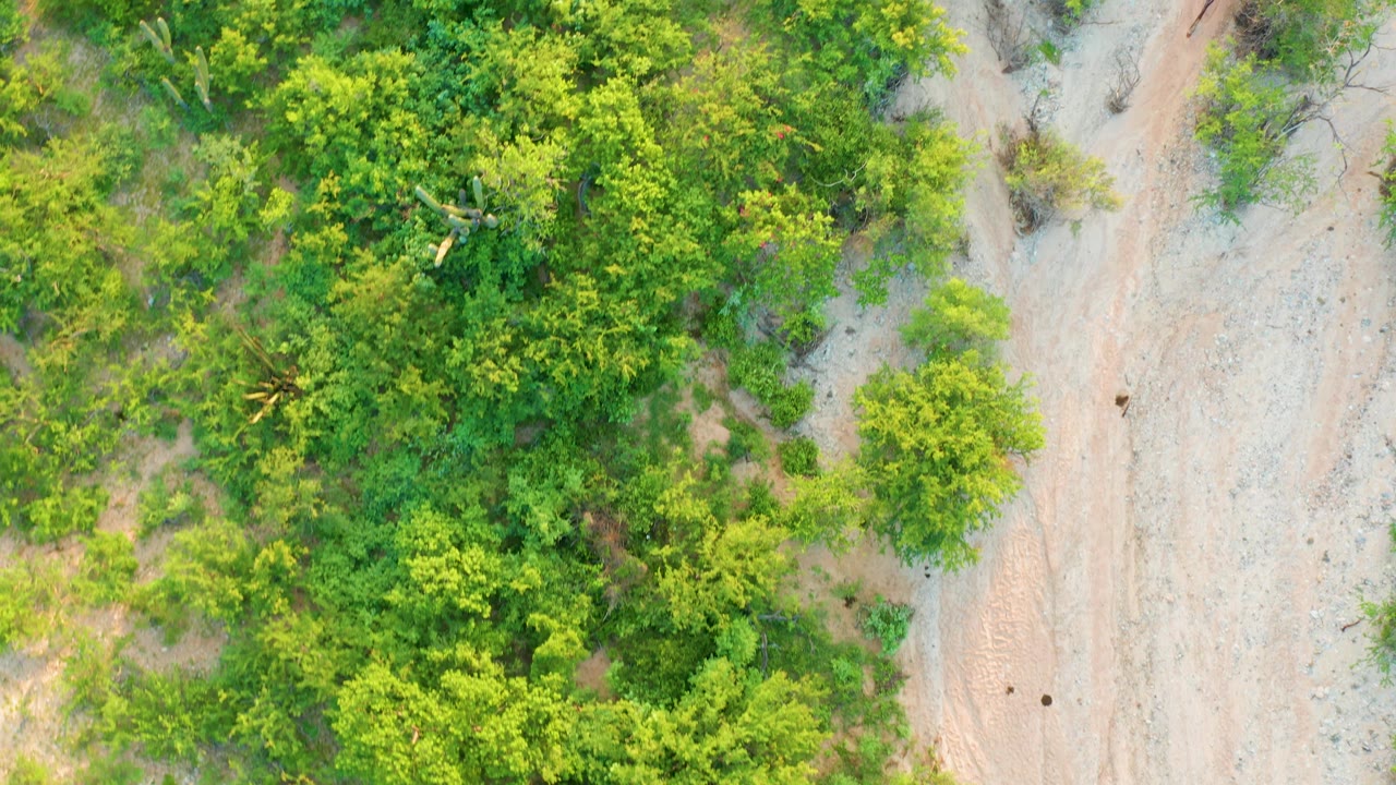 Aerial frame in Cabo Pulmo, Baja California Sur with bright green foliage filling much of the view and the sandy road edge running along the right side, with no visible people.