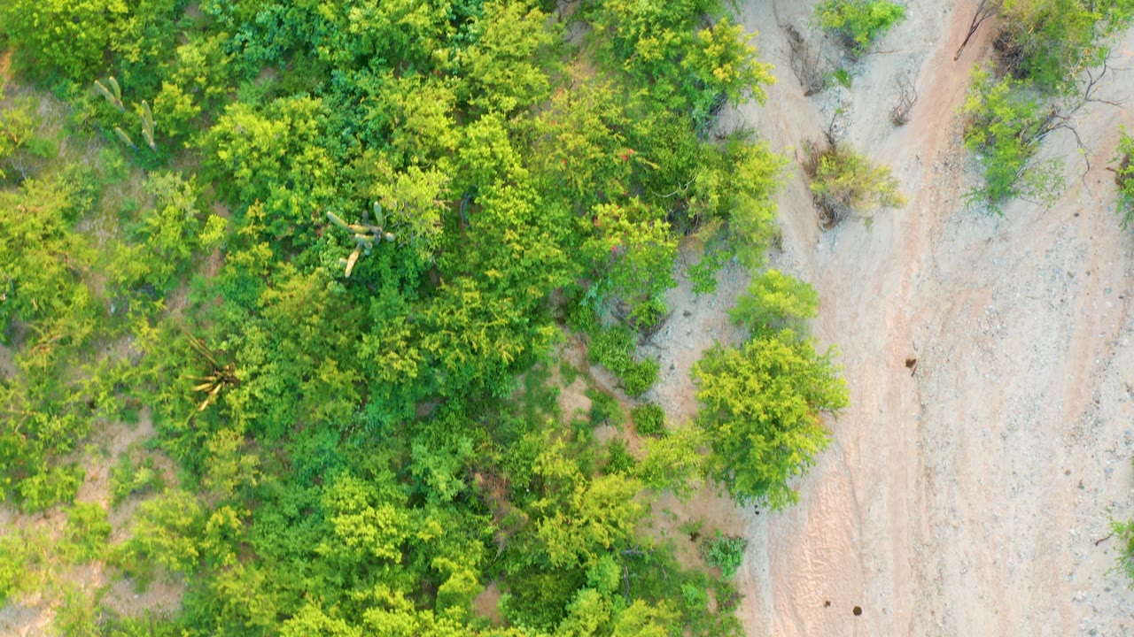 Drone-style overhead frame in Cabo Pulmo, Baja California Sur showing thick green vegetation, scattered scrub, and a light dirt roadway to the right, with no visible people.
