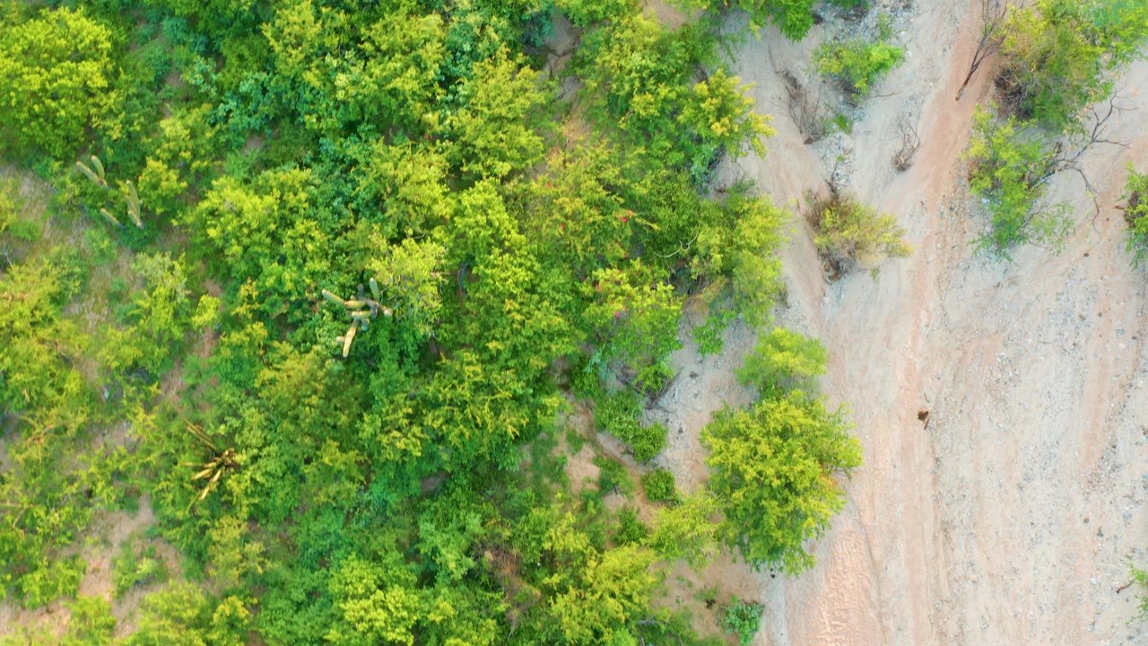 Overhead frame in Cabo Pulmo, Baja California Sur with the tree line pressing into the left side and faint road tracks across pale sandy terrain on the right, with no visible people.