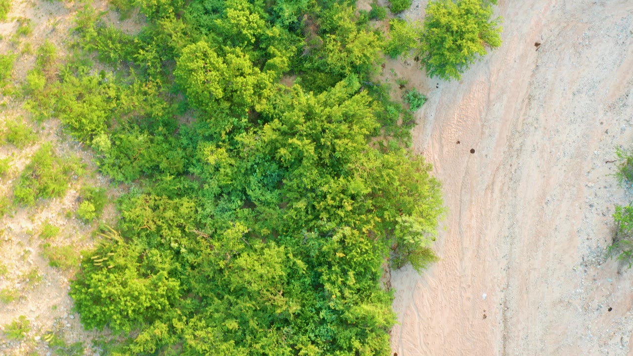 Cabo Pulmo overhead view with the bush canopy shifting lower in frame and the dusty dirt path staying along the right edge, with no visible people.