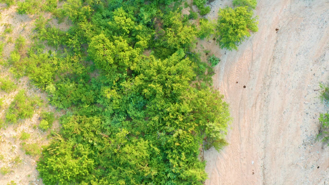 Overhead frame in Cabo Pulmo where dense green brush fills more of the center and a light dirt road remains visible at the right, with no visible people.