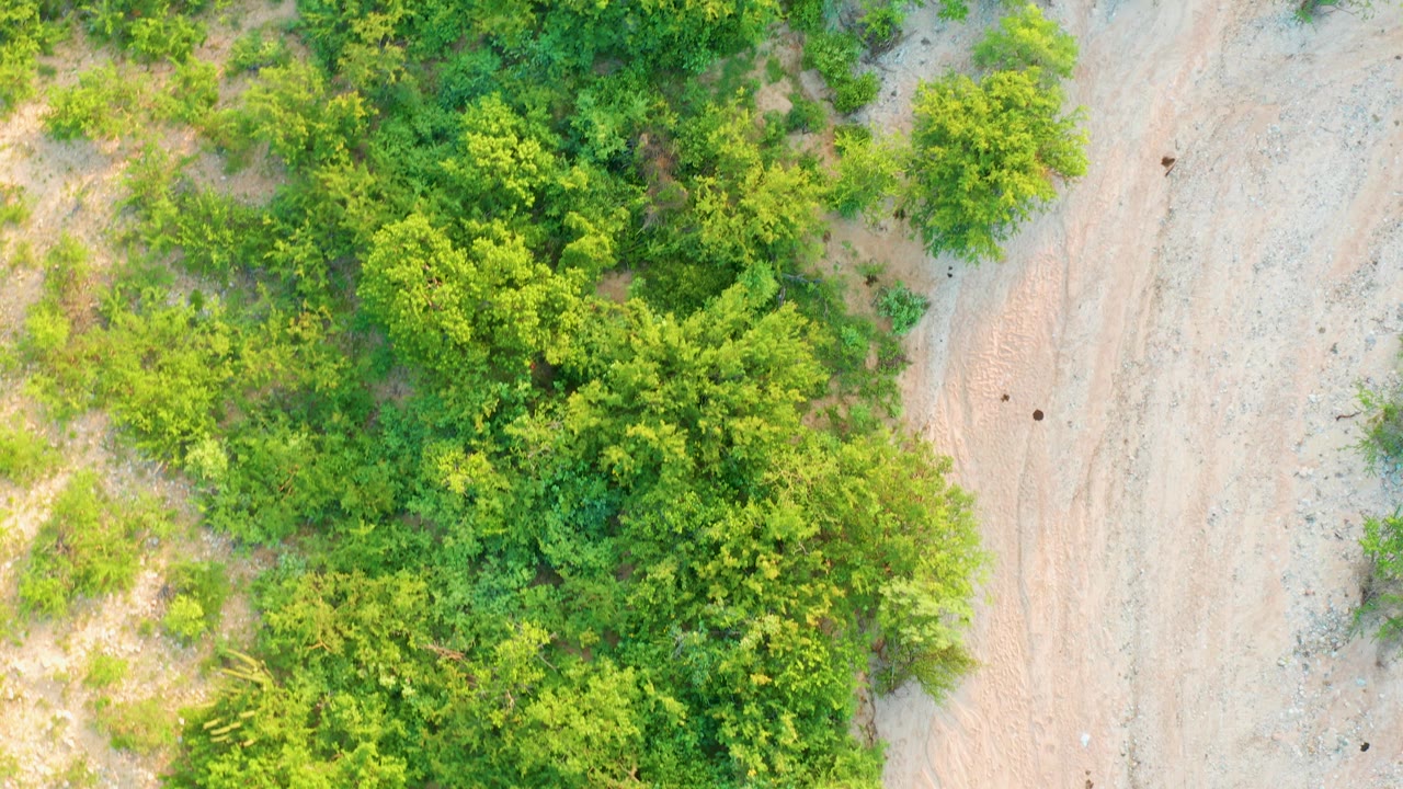 Cabo Pulmo drone frame with rounded green shrubs and denser foliage crossing the center, bordered by the pale dry path on the right, with no visible people.