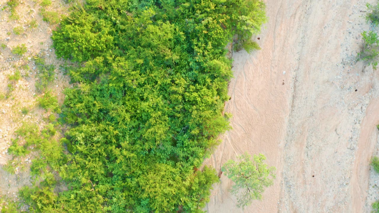 Aerial frame in Cabo Pulmo with the leafy thicket taking most of the upper left and the sandy track running vertically along the right, with no visible people.