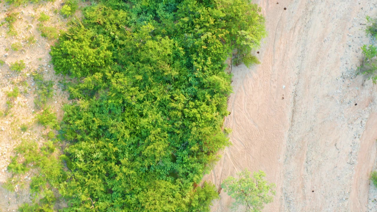 Top-down Cabo Pulmo frame showing dense green roadside vegetation against light dirt terrain and a narrow sandy path, with no visible people.