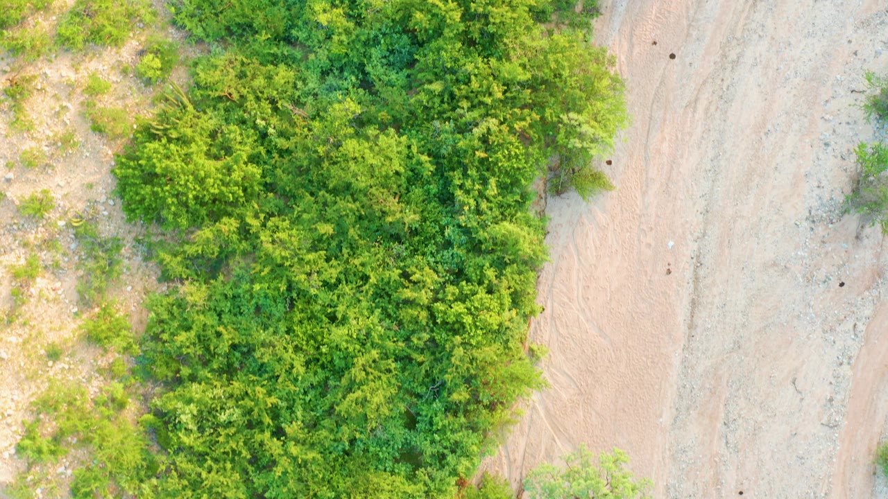 Overhead Cabo Pulmo frame where the green thicket fills the left half and sandy path texture fills the right half, with no visible people.