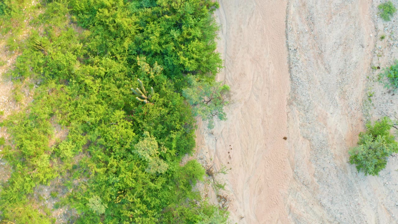 Overhead frame in Cabo Pulmo showing a pale dirt road between dense green roadside vegetation and dry rocky terrain, with no visible people.