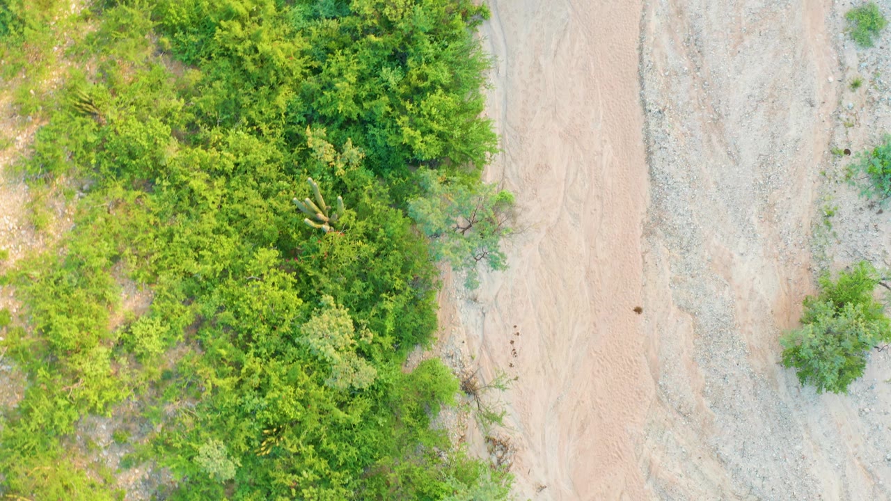 Aerial overhead view in Cabo Pulmo with the tree canopy taking more of the left side and the pale road and rocky wash running vertically, with no visible people.