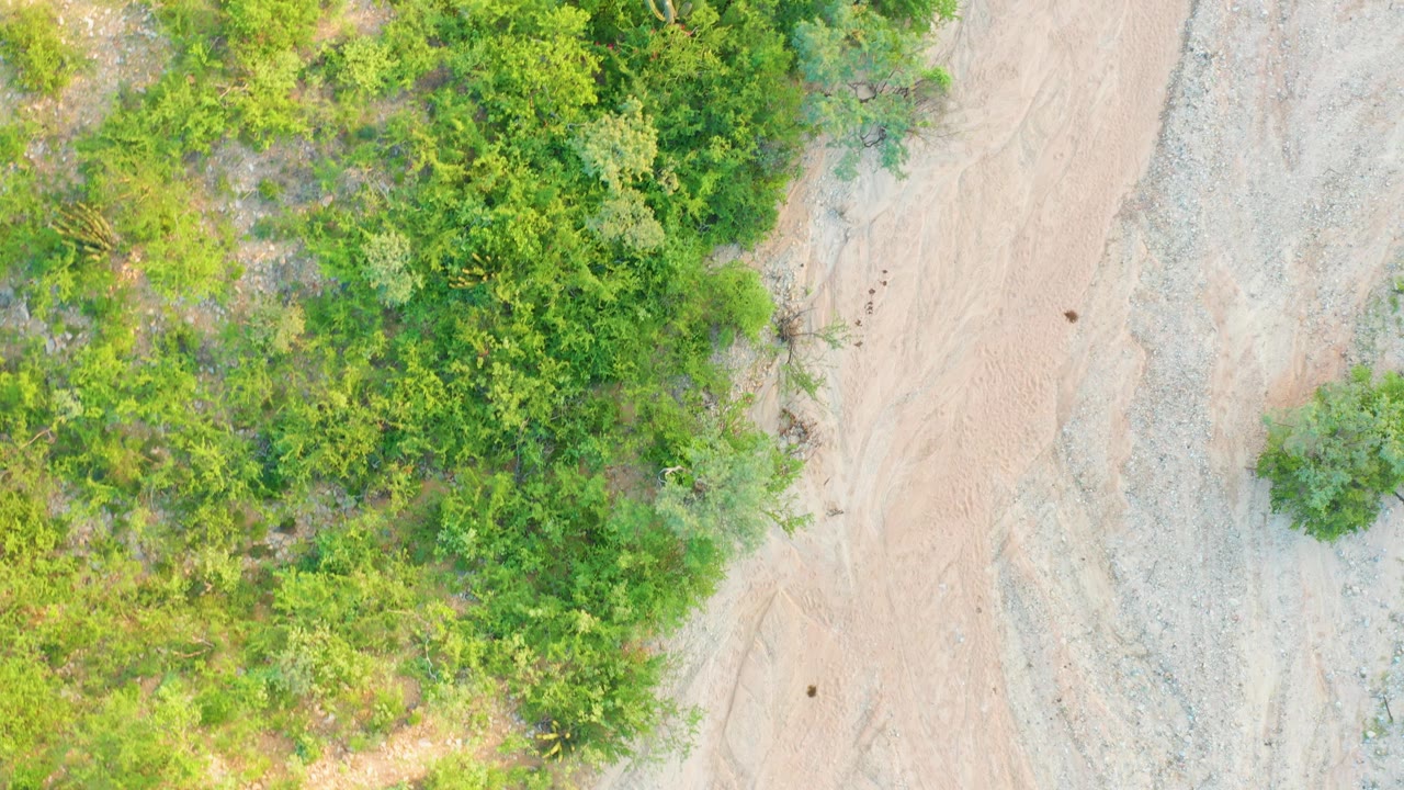 Aerial view of shrubs and trees bordering a light brown road.