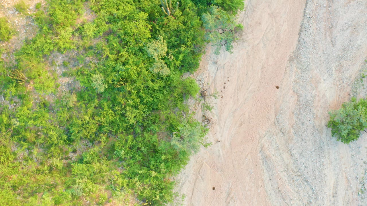 Top-down Cabo Pulmo frame showing bright green vegetation, a pale road surface, gray stony ground, and a small dark spot on the dirt road, with no visible people.