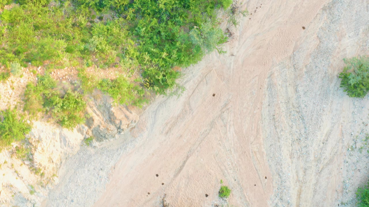 Overhead view of green vegetation beside pale dirt and gravel ground.